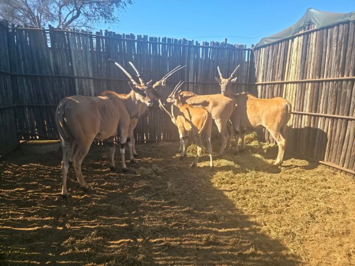 ELAND | HANLEY 1