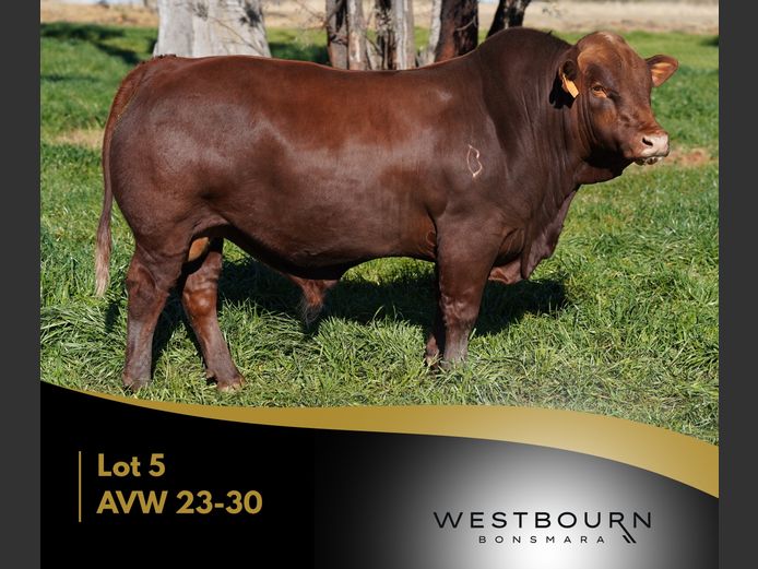AVW 230030 | WESTBOURN BONSMARAS