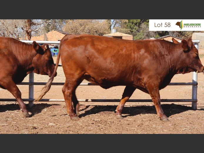 Kommersiële Vroulike Diere