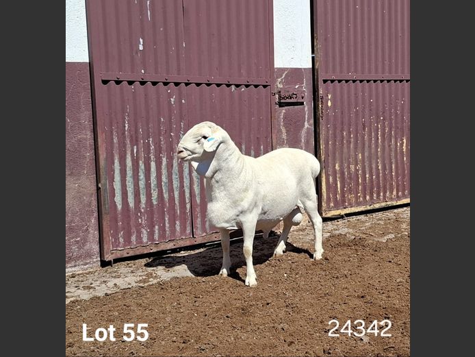 24342 | KASTEEL VAN ROOY RAMME