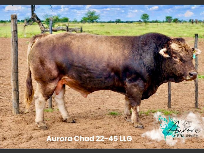 22-0045LLG | AURORA BRAUNVIEH STOET