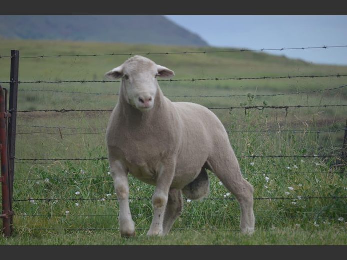 T 240145 | TWEE BROERS DORMER STOET