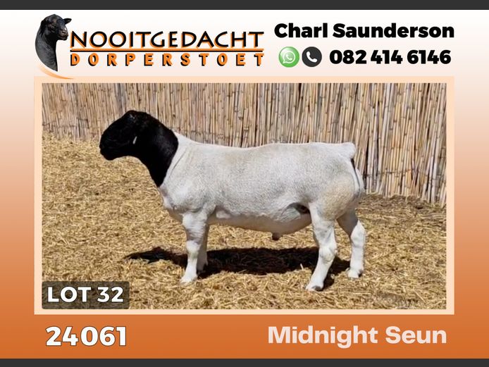 24061 | NOOITGEDACHT  DORPERS