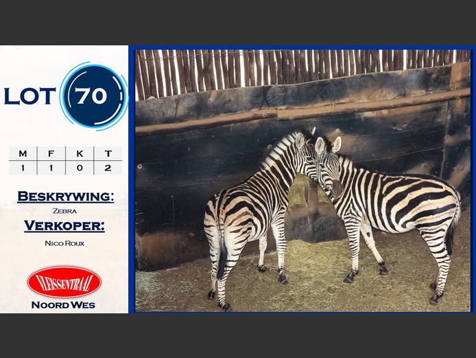 Zebra