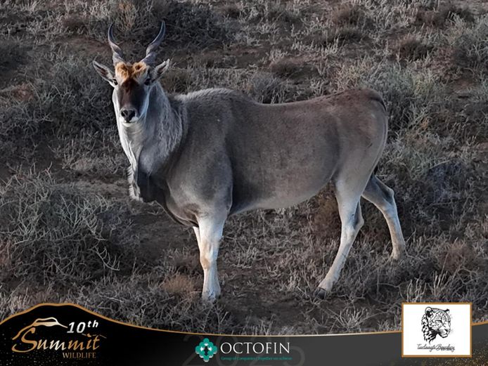 Cape Eland Bulls