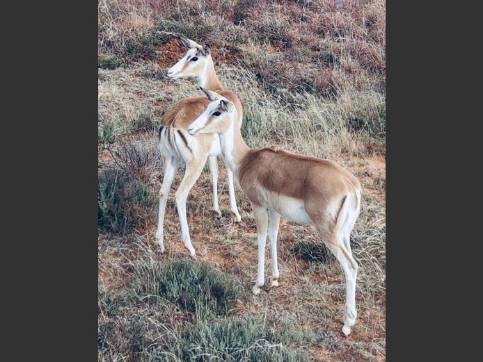 White Flank Rooibok Ooie