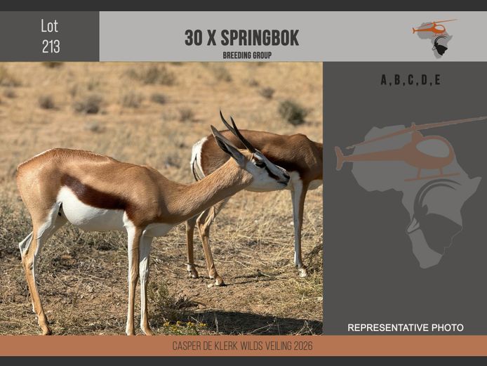 Springbuck