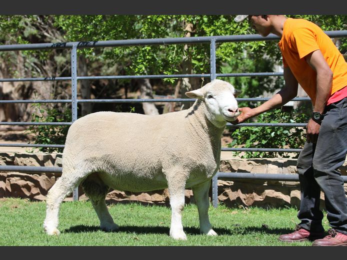 DZ 240351 | 2 STEYNS BOERDERY