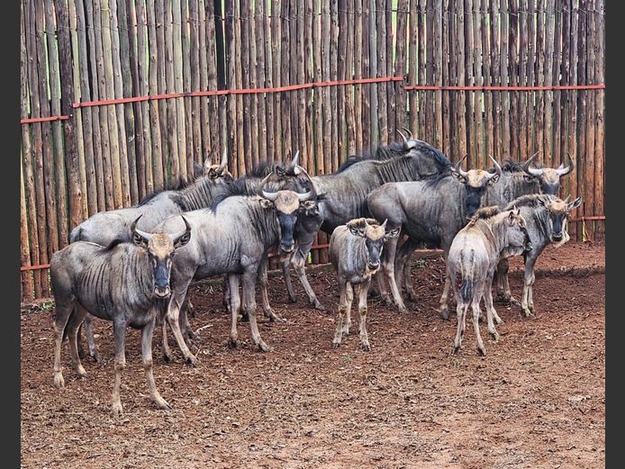 BLUE WILDEBEEST | HELICON