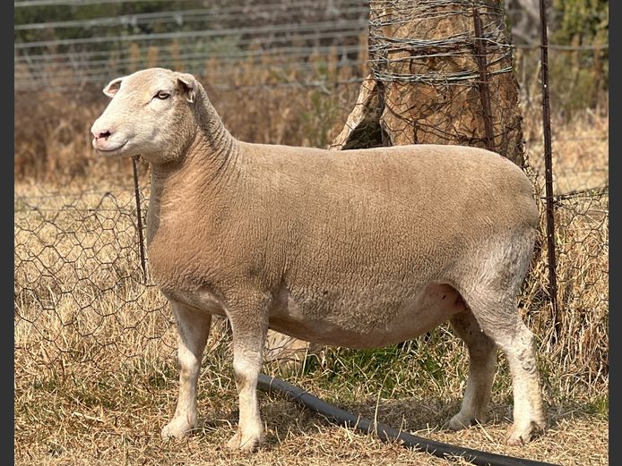 Commercial Ewes | JOHANRI DORMERS