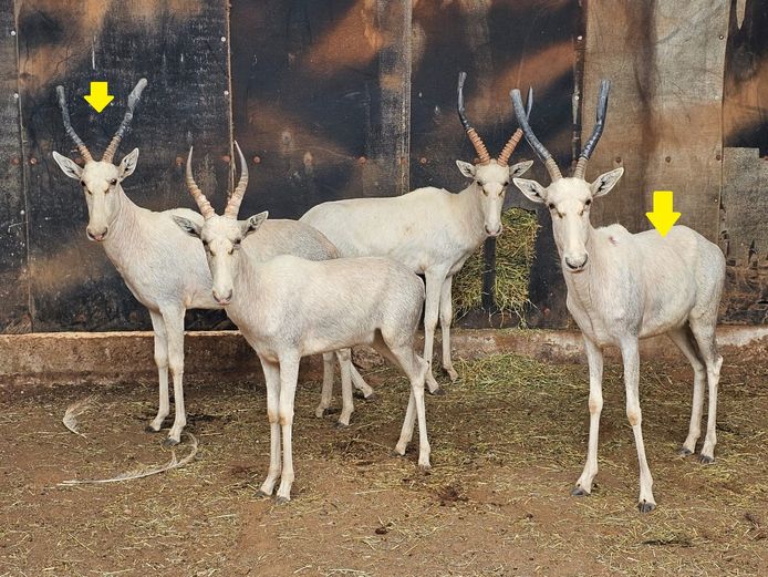 WHITE BLESBUCK | NYLSVLEI GAME