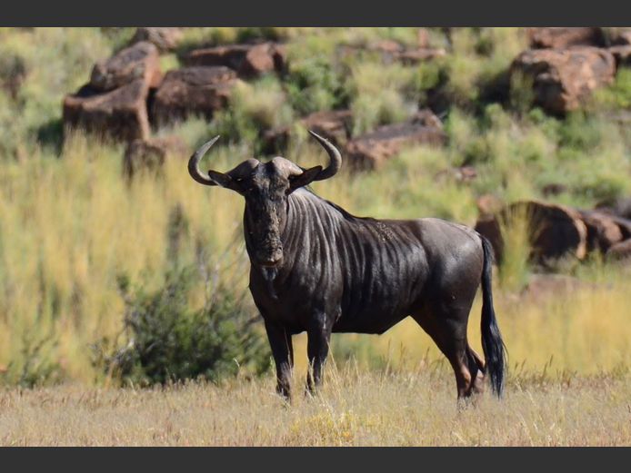 Blouwildebees | Weltevrede (J Marx)