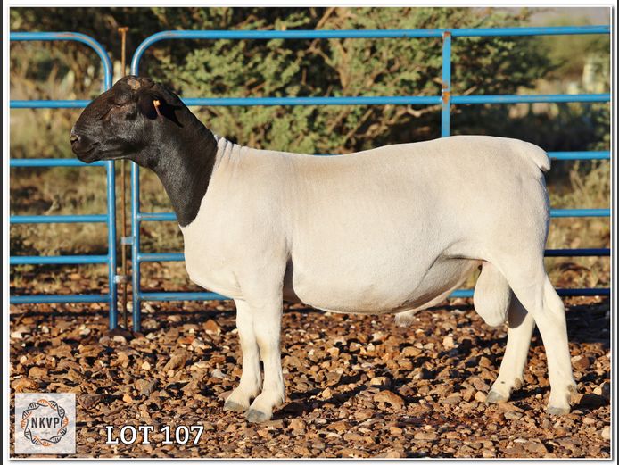 1643 24 0286 | C.C. VAN DEVENTER