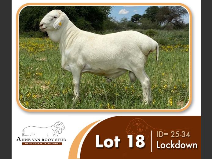 25-34 | ANNE VAN ROOY STUD