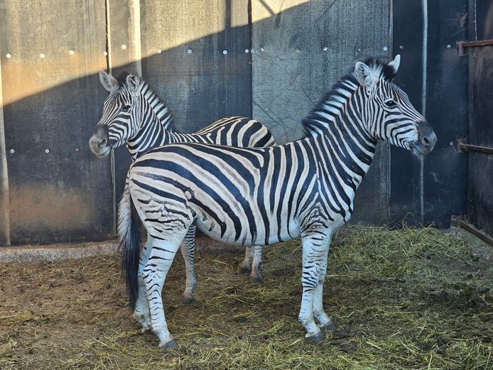 ZEBRA | MAS WILDLIFE