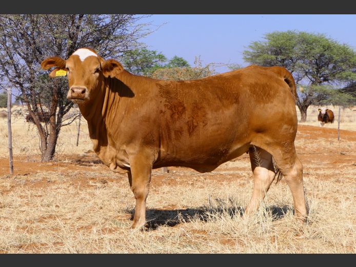 COMMERCIAL HEIFERS | ONDEKA SIMBRA