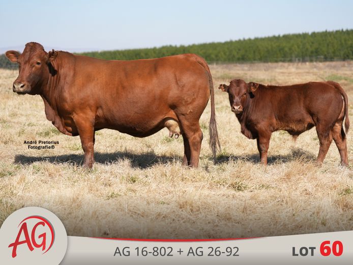 AG160802 | ARTHUR DE VILLIERS & SEUN
