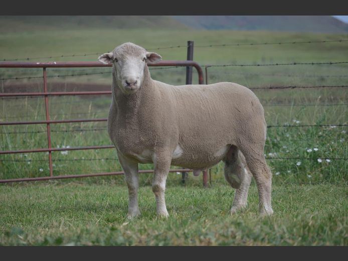 277 | TWEE BROERS DORMER STOET