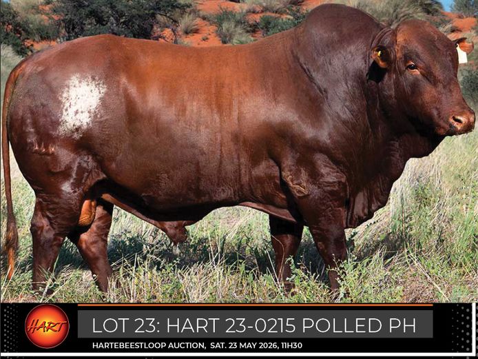 HART230215Pp(c) | HARTEBEESTLOOP BONSMARA