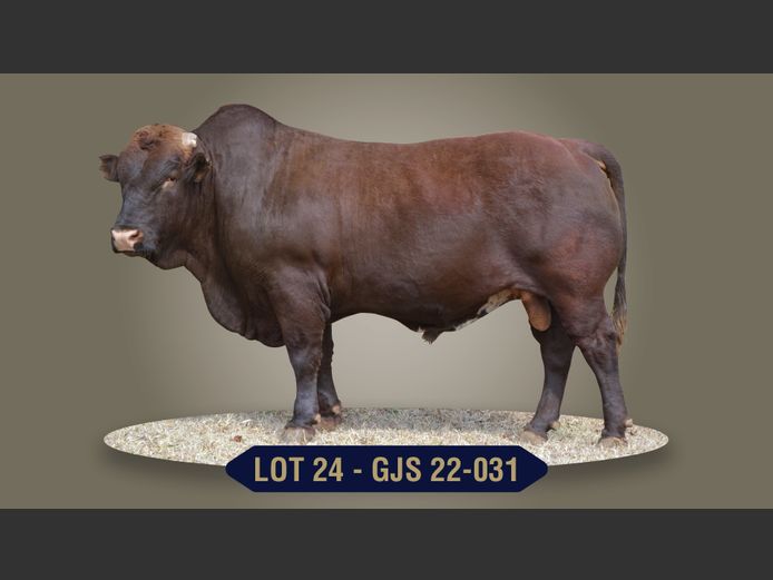 GJS220031 | G.J. STRYDOM