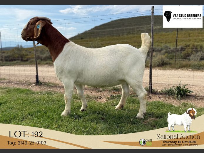 2149-25-0103 | VEA Stud Breeders