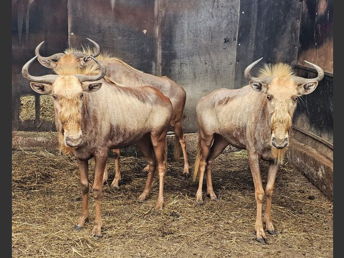 GOUE KONING WILDEBEES | RDB SAFARIS