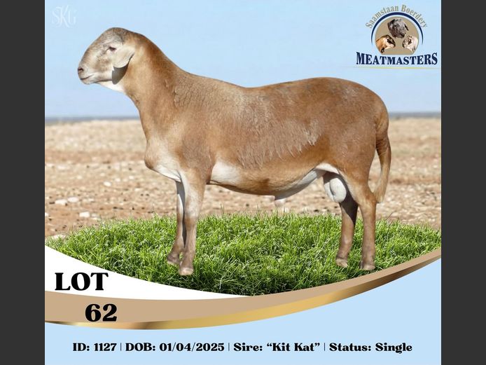 1127DPIV | SAAMSTAAN BOERDERY MEATMASTERS
