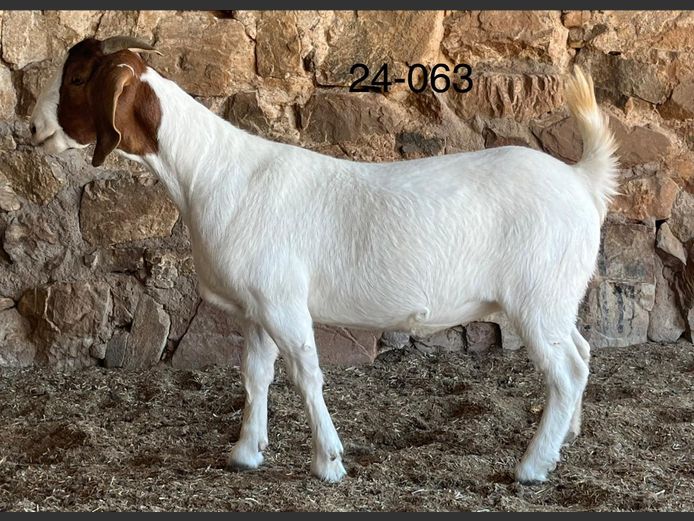 24063 | Chippie Poultney