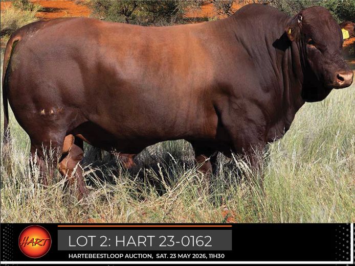 HART230162HH(c) | HARTEBEESTLOOP BONSMARA