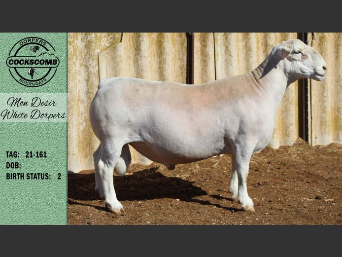 21-161 | Mon Desir White Dorpers