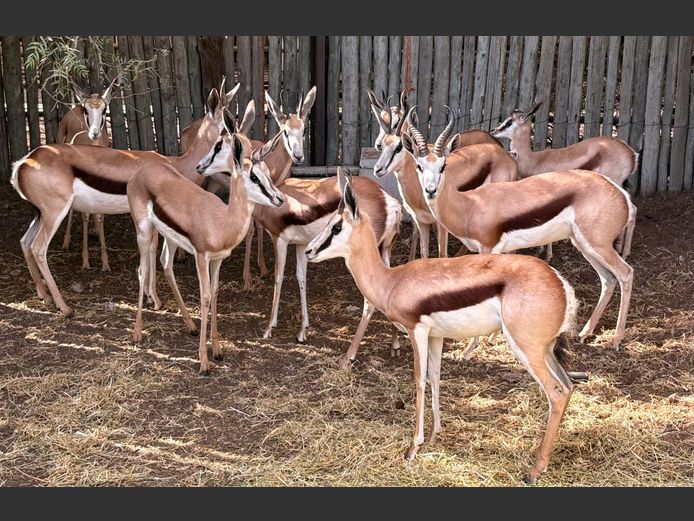 Damara Springbokke