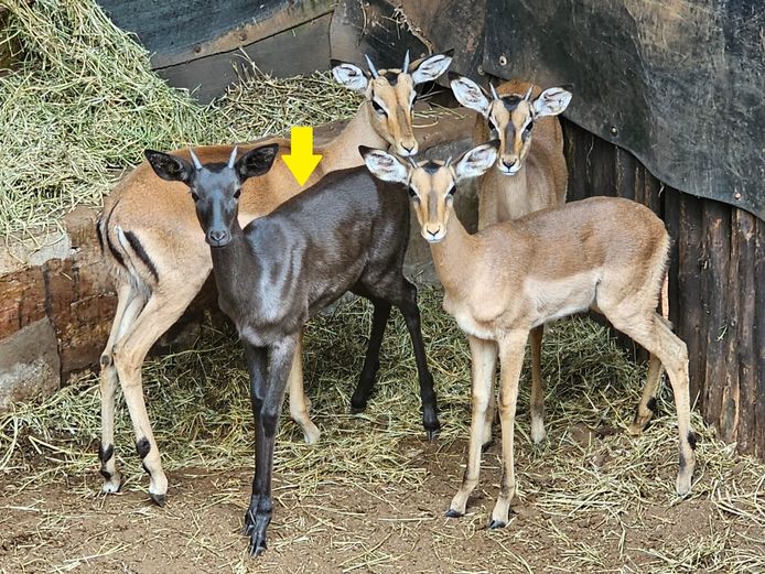 SWART ROOIBOK | DE KOK BOERDERY