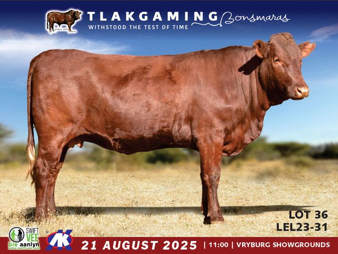 LEL230031 | LEE & SON