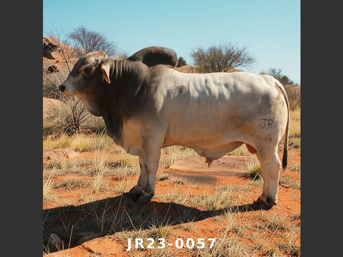 23-0057JR | WETMER BRAHMAN