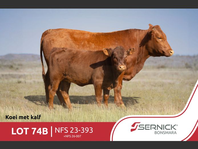 NFS 230393 | SERNICK BONSMARA STOET
