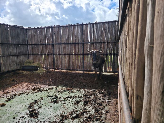 BLOUWILDEBEES | HANLEY