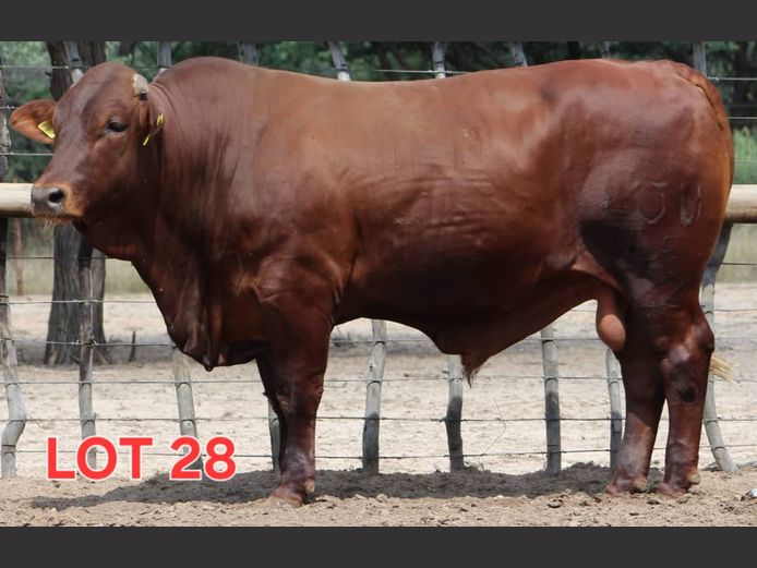 DROUGHT MASTER - BULL