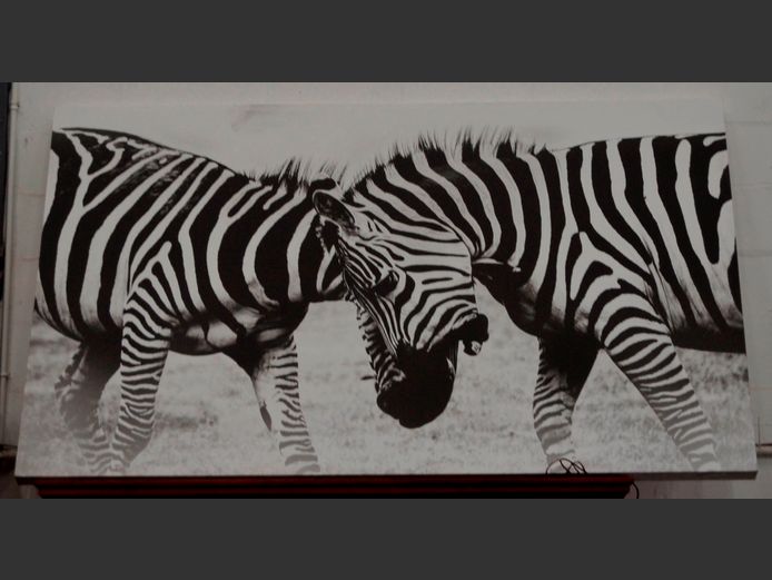 UNFRAMED PHOTOGRAPHIC PRINT ON CANVAS "ZEBRA", 200 x 120cm