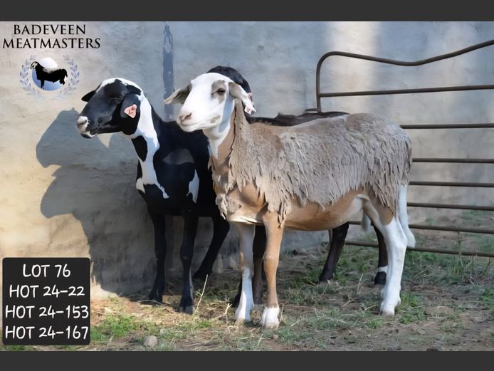 HOT 24-22 | Badeveen Meatmasters