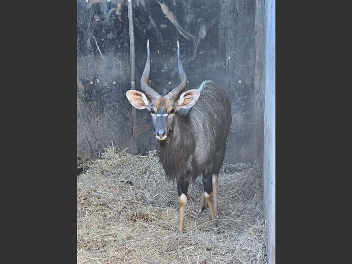 NYALA | BIRKEN VERVOER