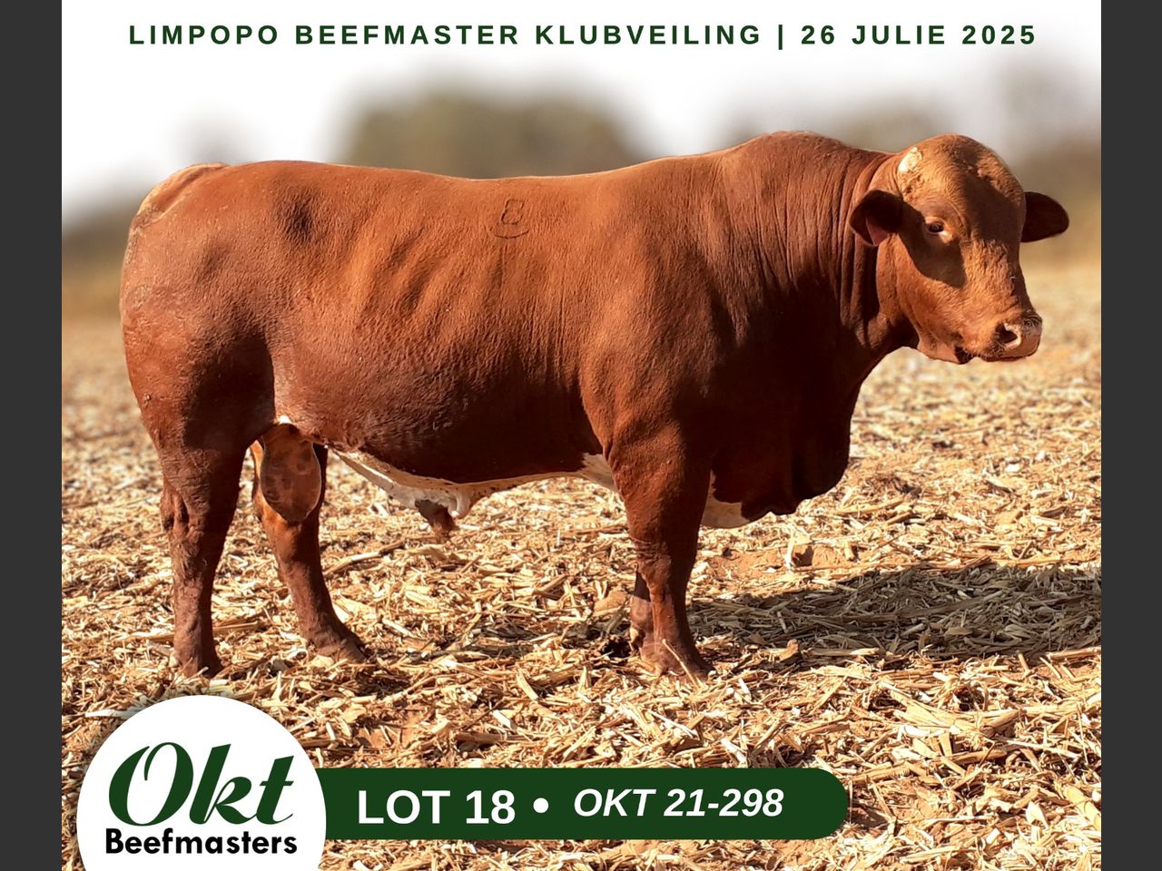 Lot 18 | LIMPOPO BEEFMASTER KLUB VEILING | SwiftVEE | South Africa’s ...