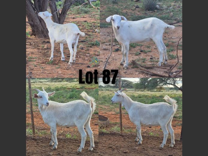 143 | 141 | DPJ JANSEN VAN VUUREN