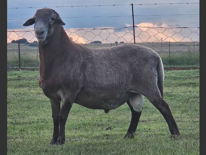 DR24-7 | D2 Meatmasters