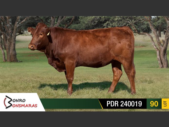 PDR 240019 | BONRO BONSMARAS