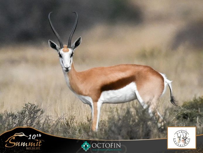 15 3/8" Damara Springbok Ewe running with 20"+ Bombsquad 