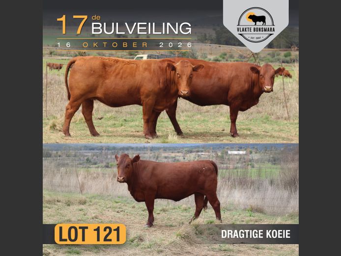 Commercial Animals | Thaba Kwena Bonsmaras