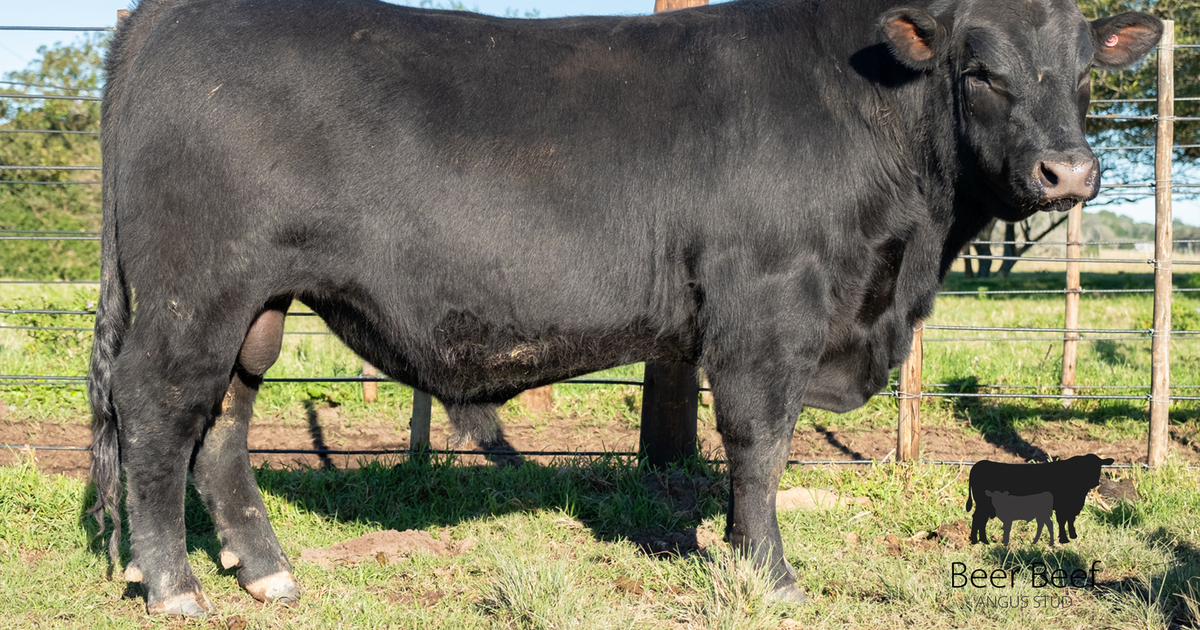Lot 24 | EAST CAPE ANGUS PERFECTION PERSONIFIED ANNUAL PRODUCTION SALE ...