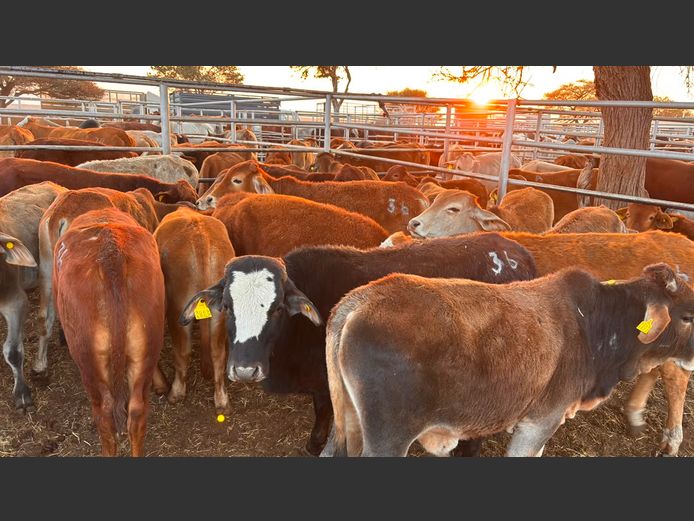 AGRA OTJIWARONGO WEANER AUCTION