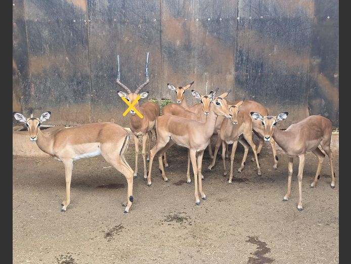 ROOIBOK | IMPISI SAFARIS