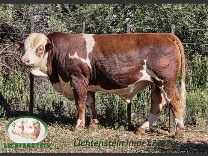 L2322 | LICHTENSTEIN SIMMENTALER